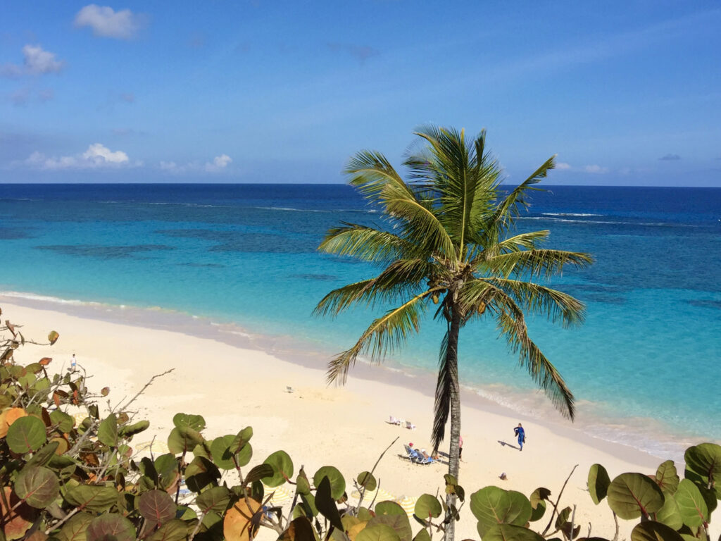 A lone palm tree stands on a sandy beach beside clear turquoise water under a blue sky; a few people, relaxed after clearing Bermuda Customs, stroll along the shore, with green foliage in the foreground.